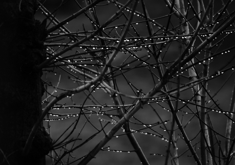 b2bcards corporate christmas eacrd ref:b2b-ecards-scenery-black-and-white-664.jpg, Scenery, Black and White